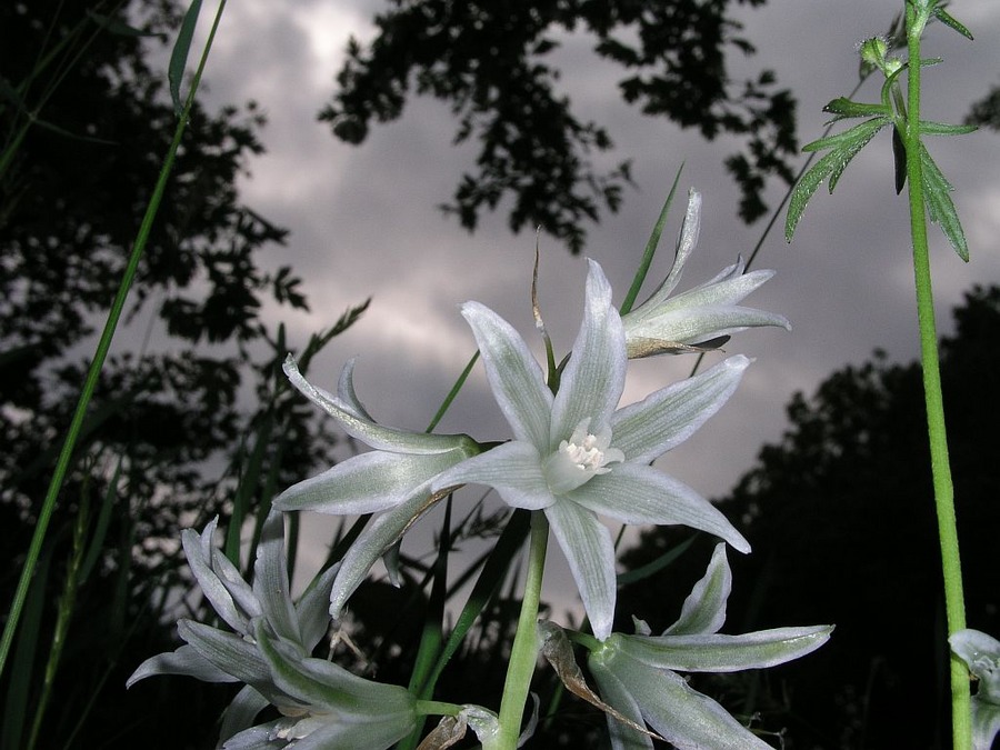 Ornithogalum Nutans Liliaceae