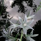 Ornithogalum Nutans Liliaceae