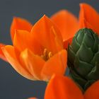 ornithogalum orange