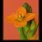 Ornithogalum spec 1 -K-