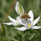 Ornithogalum umbellatum