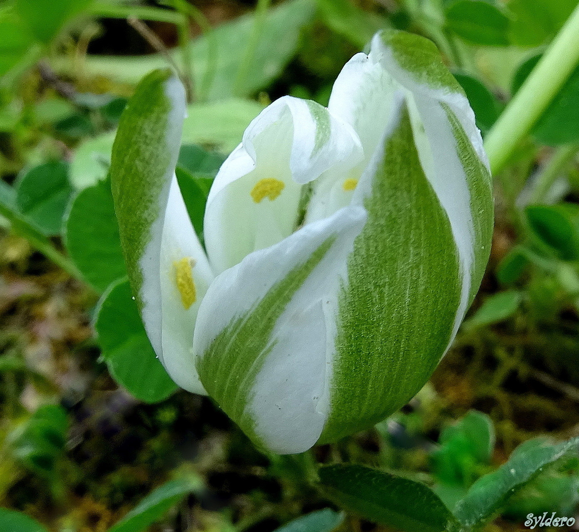 Ornithogalum umbellatum