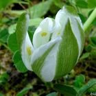 Ornithogalum umbellatum