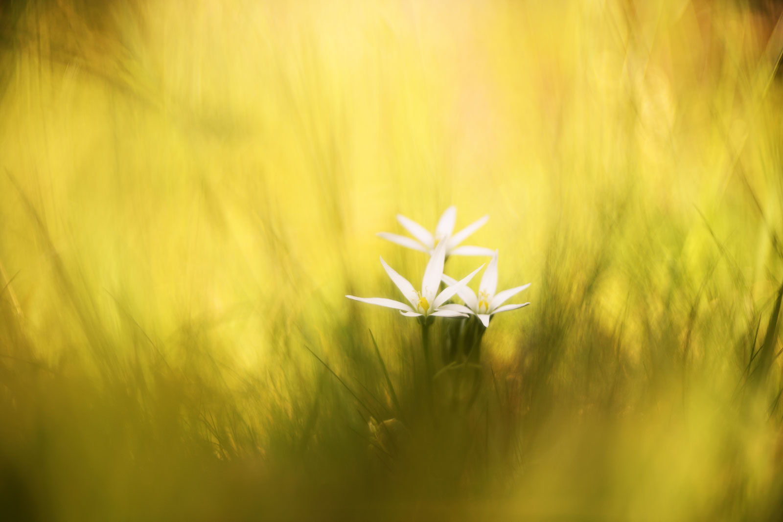 Ornithogalum umbellatum