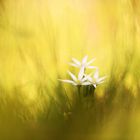 Ornithogalum umbellatum