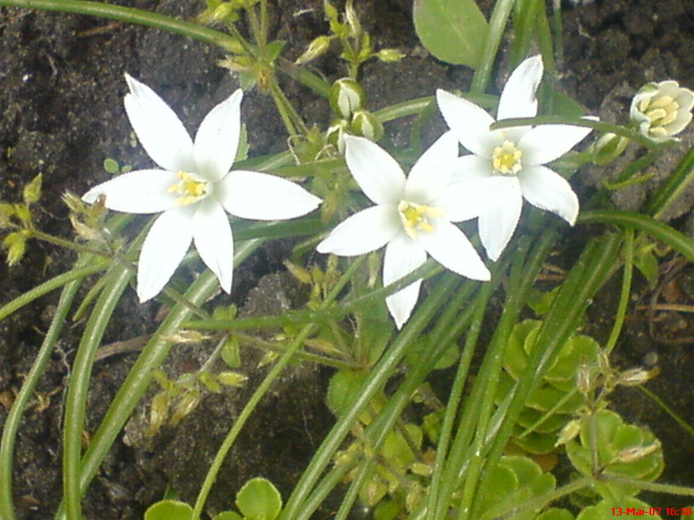 Ornithogalum umbellatum, Breitblättriger Dolden-Milchstern.