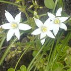 Ornithogalum umbellatum, Breitblättriger Dolden-Milchstern.