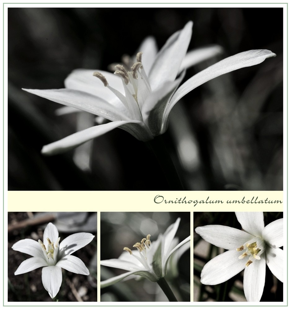 Ornithogalum umbellatum