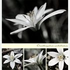 Ornithogalum umbellatum