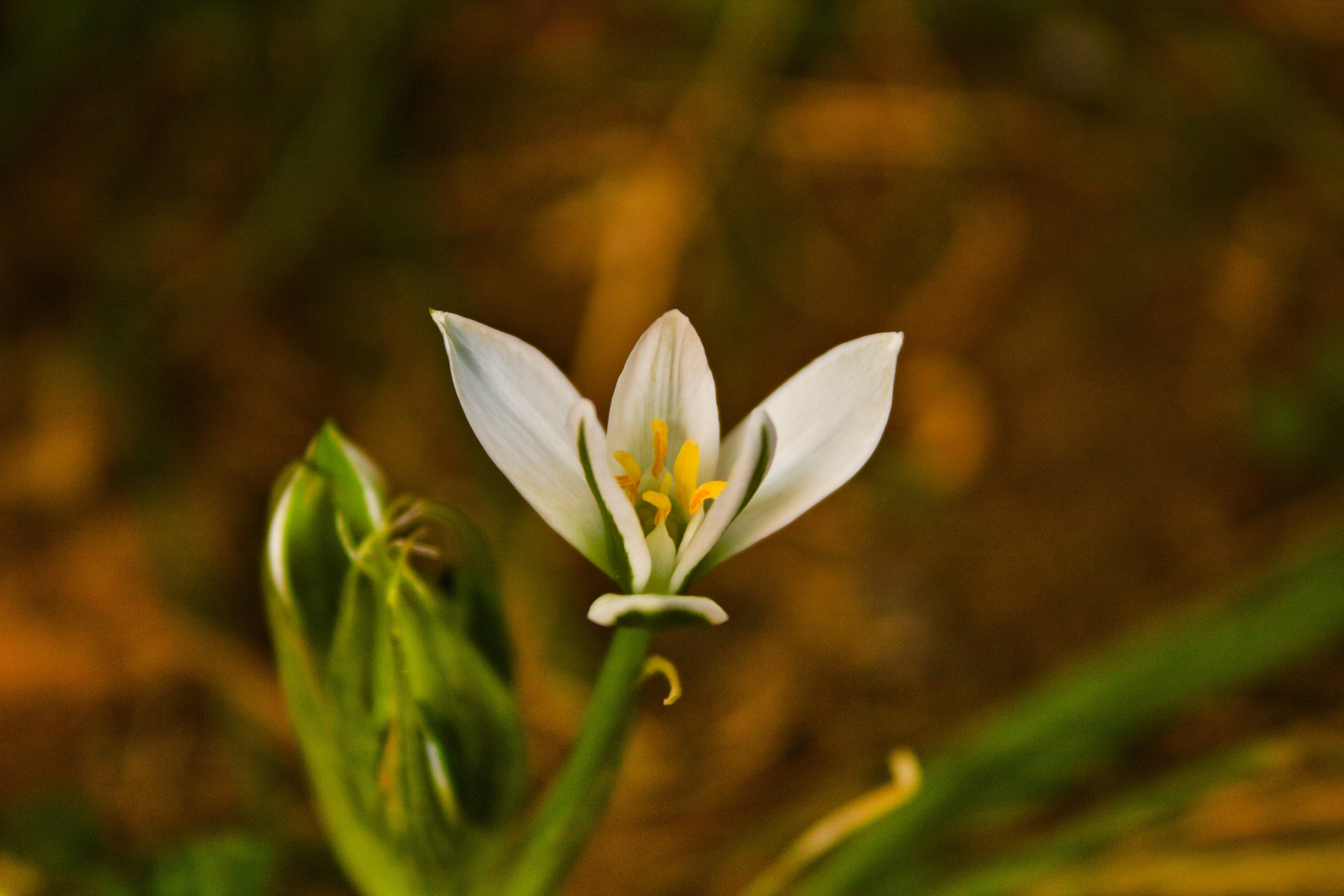 Ornithogalum umbellatum L.