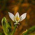 Ornithogalum umbellatum L.