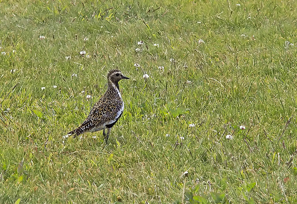 Ornithologen gefragt