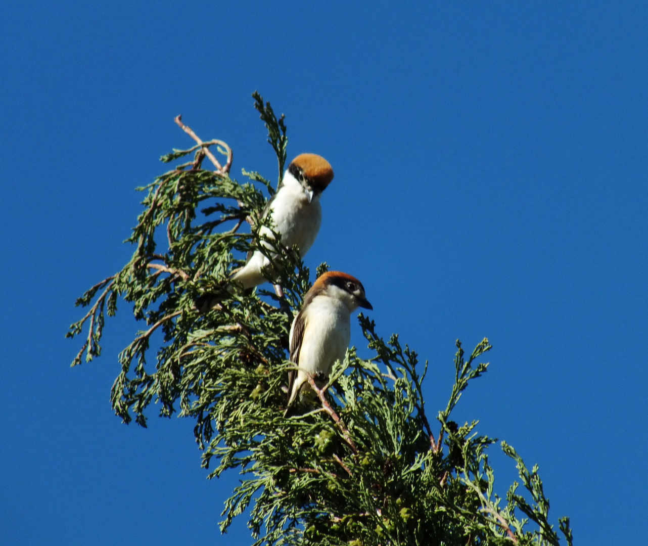 Ornithologen zur Bestimmung gebeten