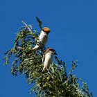 Ornithologen zur Bestimmung gebeten