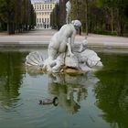 Ornithologie dans le parc de Schönbrunn