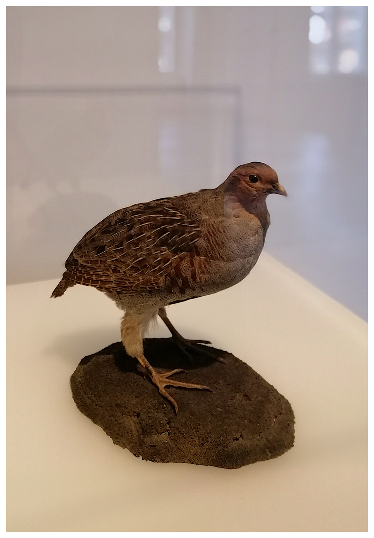 Ornithologie im Gewerbemuseum