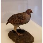 Ornithologie im Gewerbemuseum