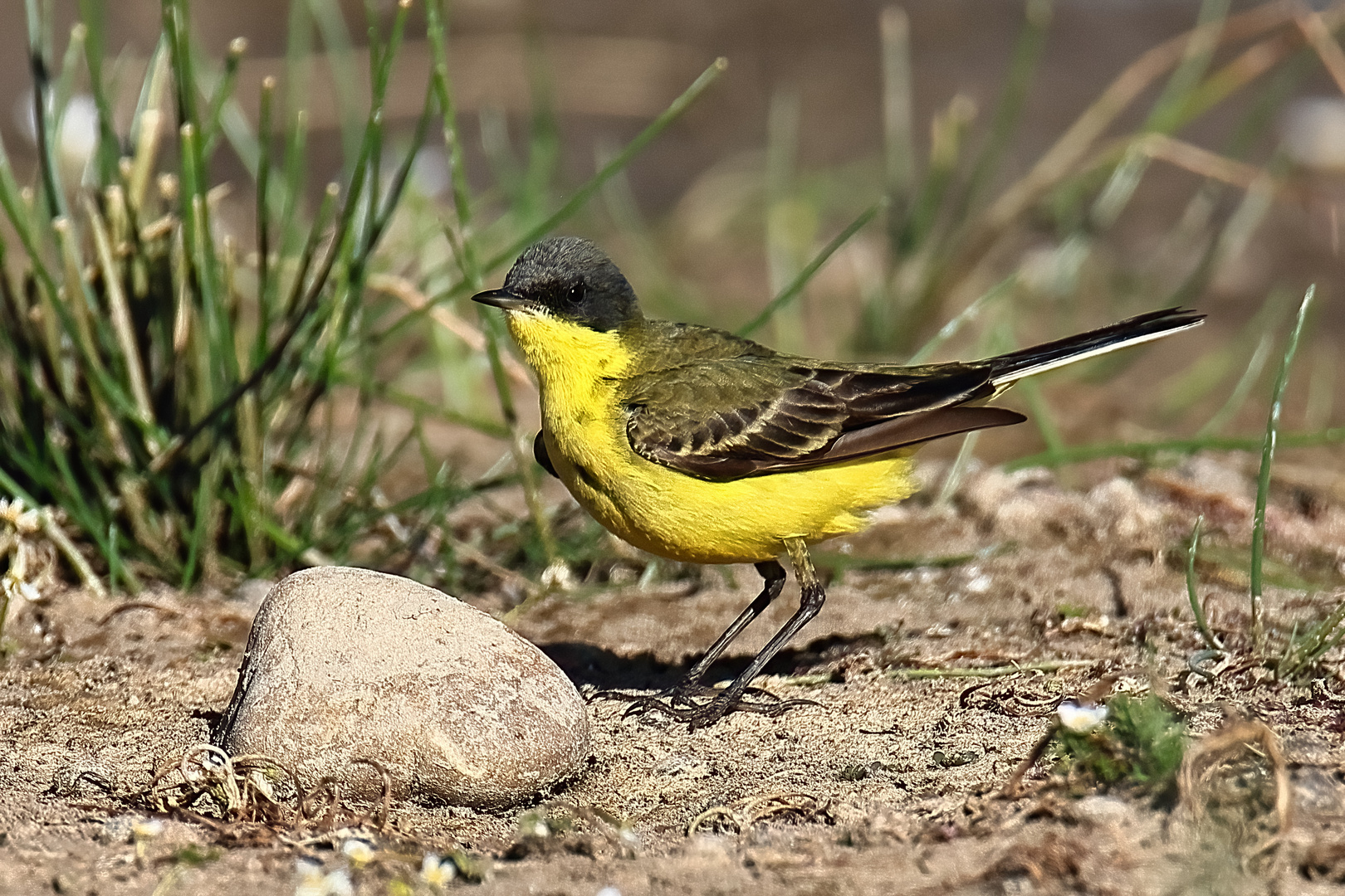 Ornithologische Rarität