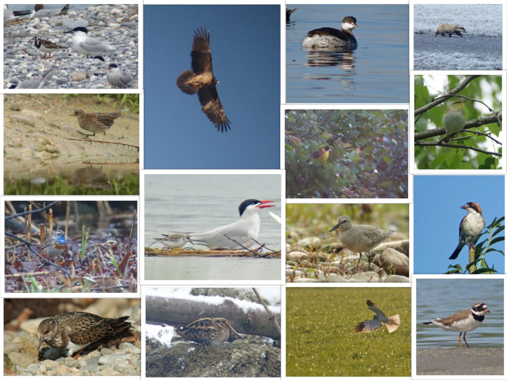 Ornithologischer Jahresrückblick