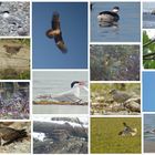 Ornithologischer Jahresrückblick