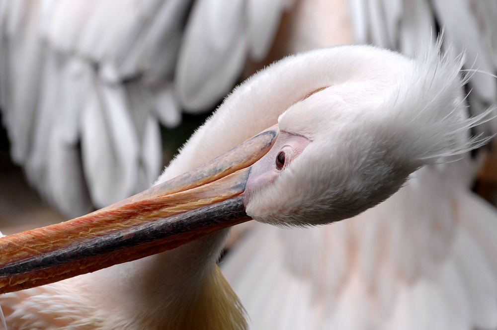 ornithologischer Wendehals