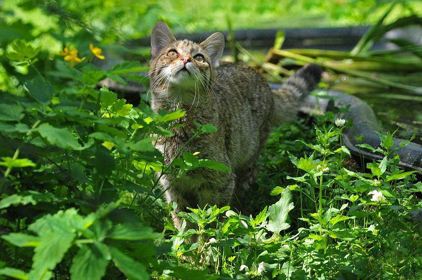 Ornithologischer - Wildkatzenblick