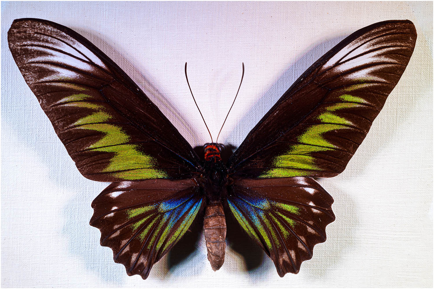 Ornithoptera brookiana (weibl.)