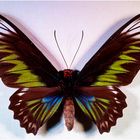 Ornithoptera brookiana (weibl.)