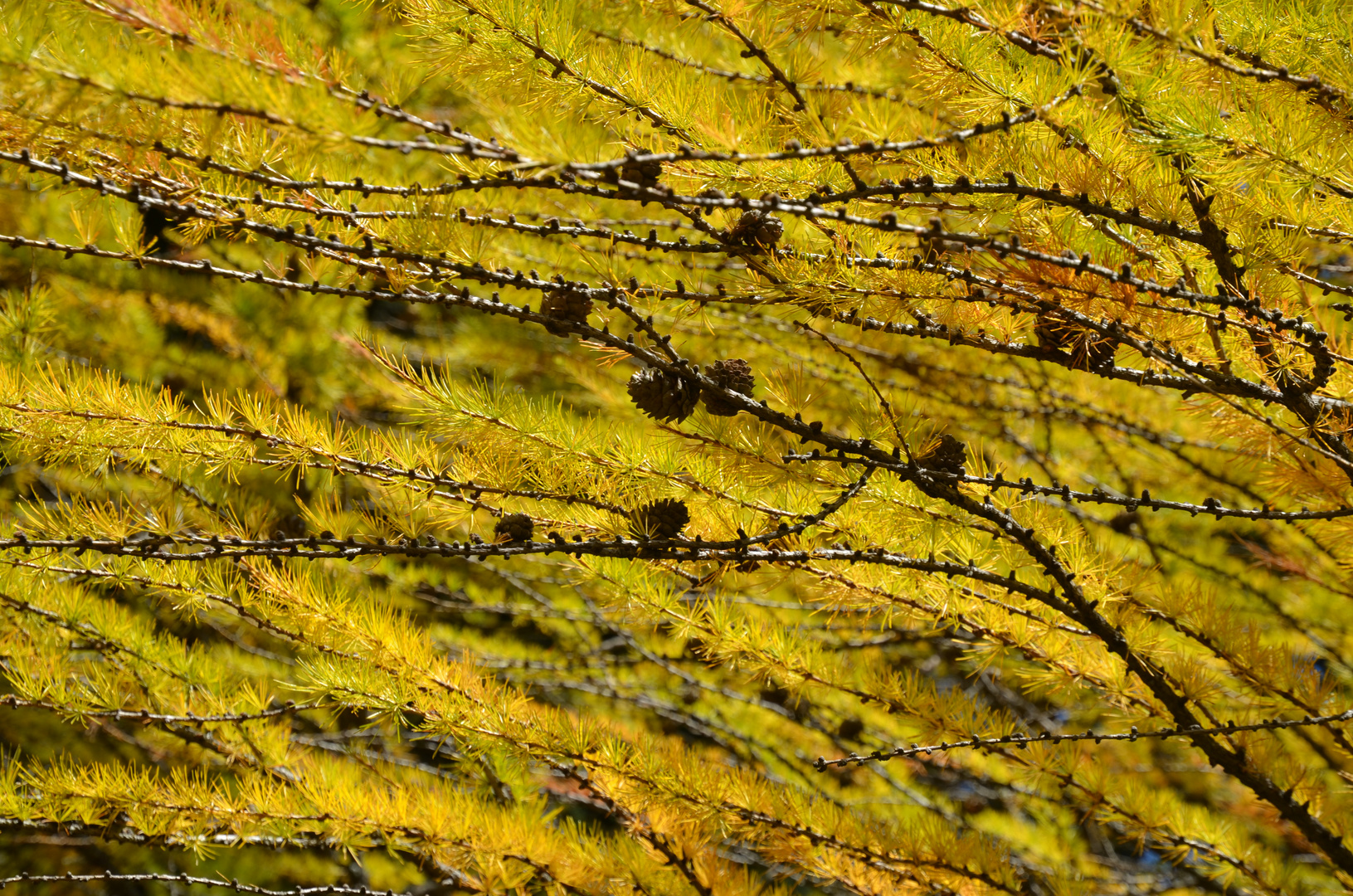 Oro d'autunno