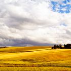 Oro di Capitanata in Puglia