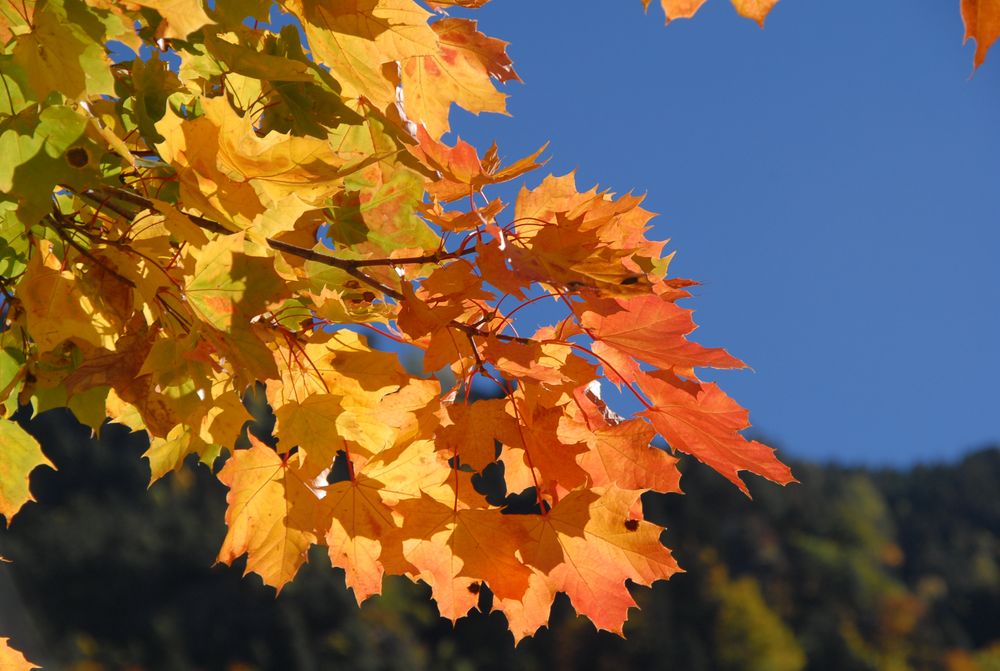 Oro en el Pirineo