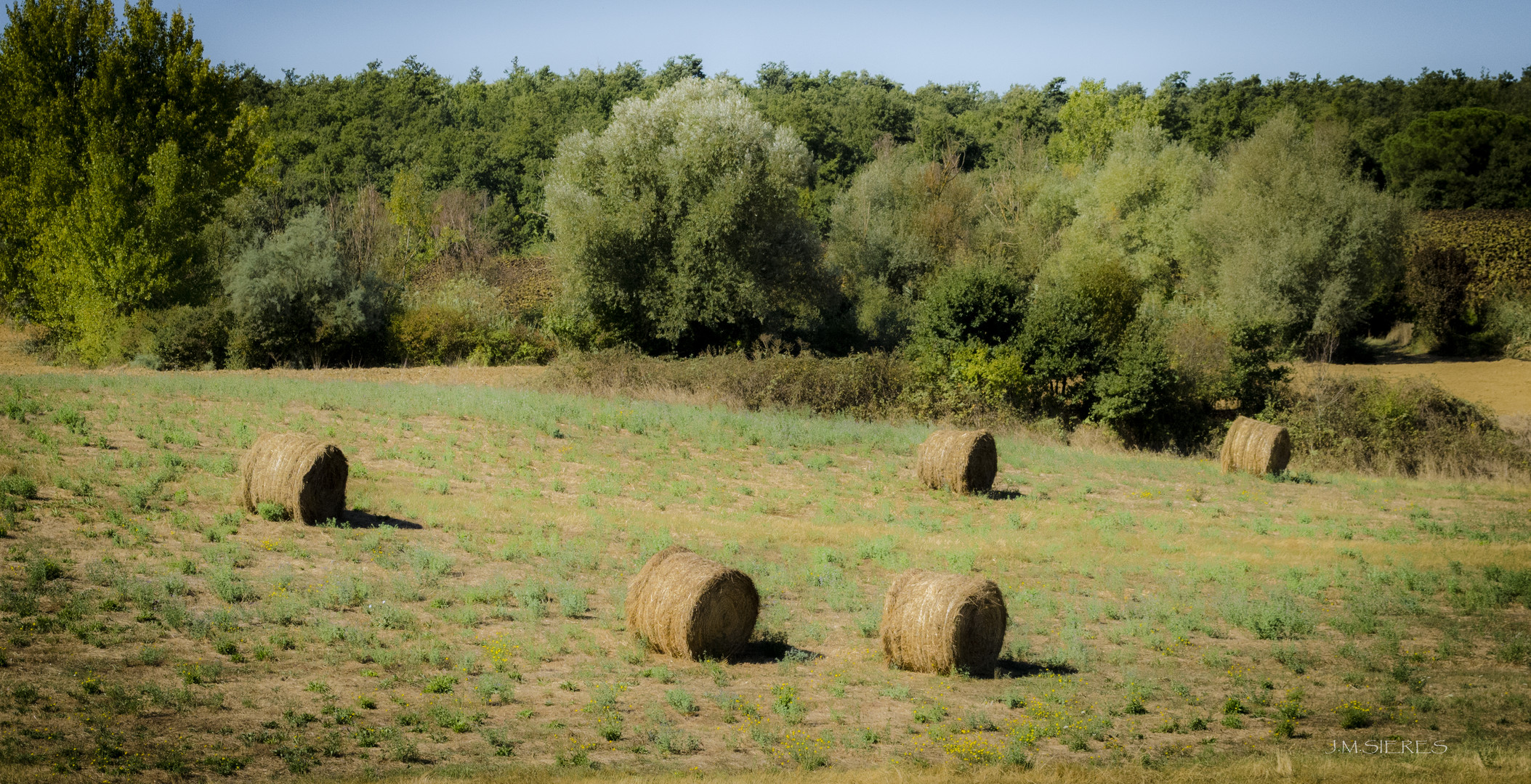 Oro en los campos de La Toscana