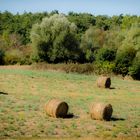 Oro en los campos de La Toscana