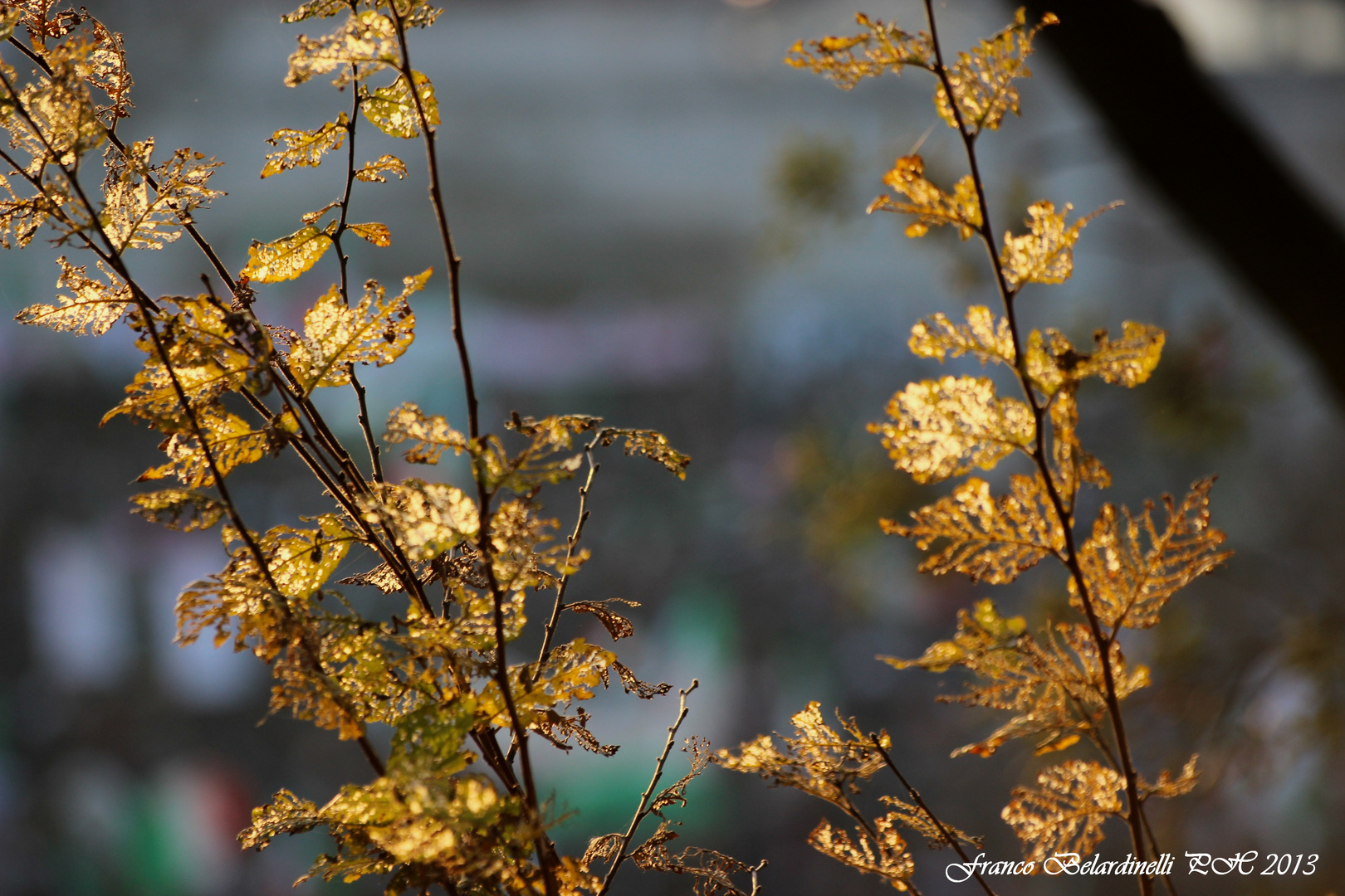 Oro in controluce.....