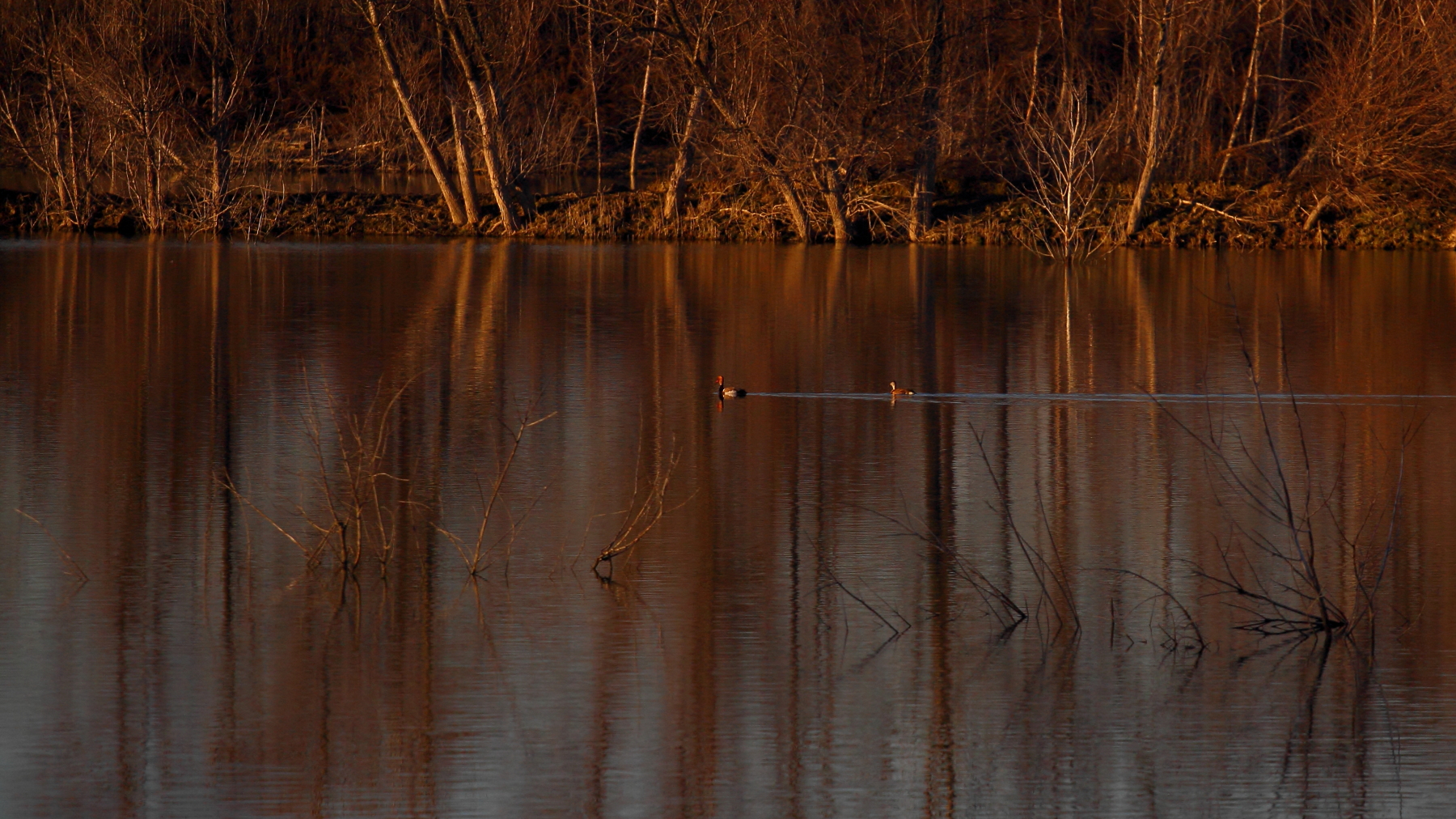 Oro riflesso al tramonto