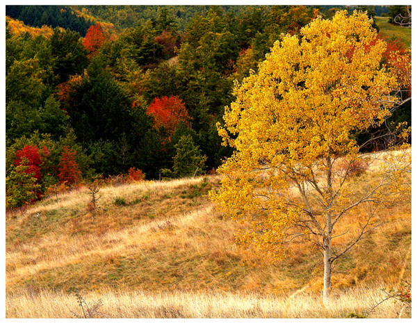 Oro....Autunnale....