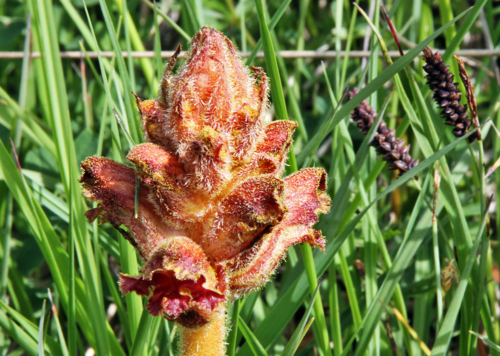 Orobanche 1 für Frank 11.06. beim Sudelfeld