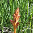 Orobanche 2 für Frank 10 Meter neben der ersten