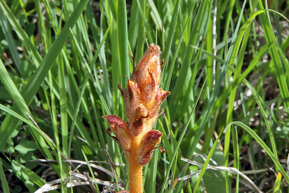 Orobanche 2 für Frank 10 Meter neben der ersten