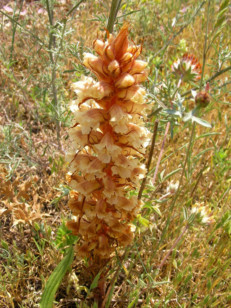 Orobanche