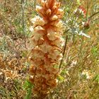 Orobanche