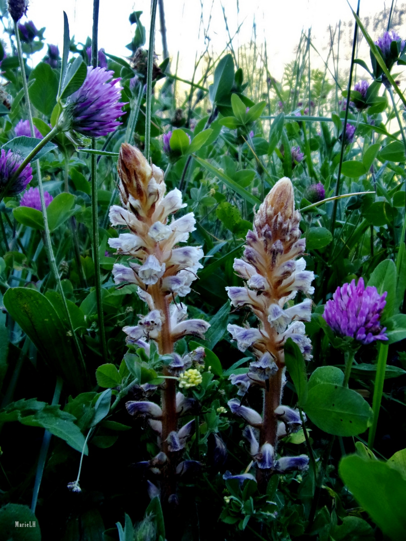 Orobanche