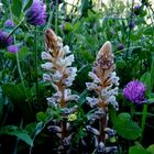 Orobanche