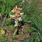 Orobanche auf der Hasenburg - ein weiteres Exenmplar