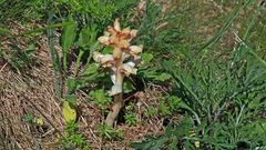 Orobanche auf der Hasenburg - ein weiteres Exenmplar