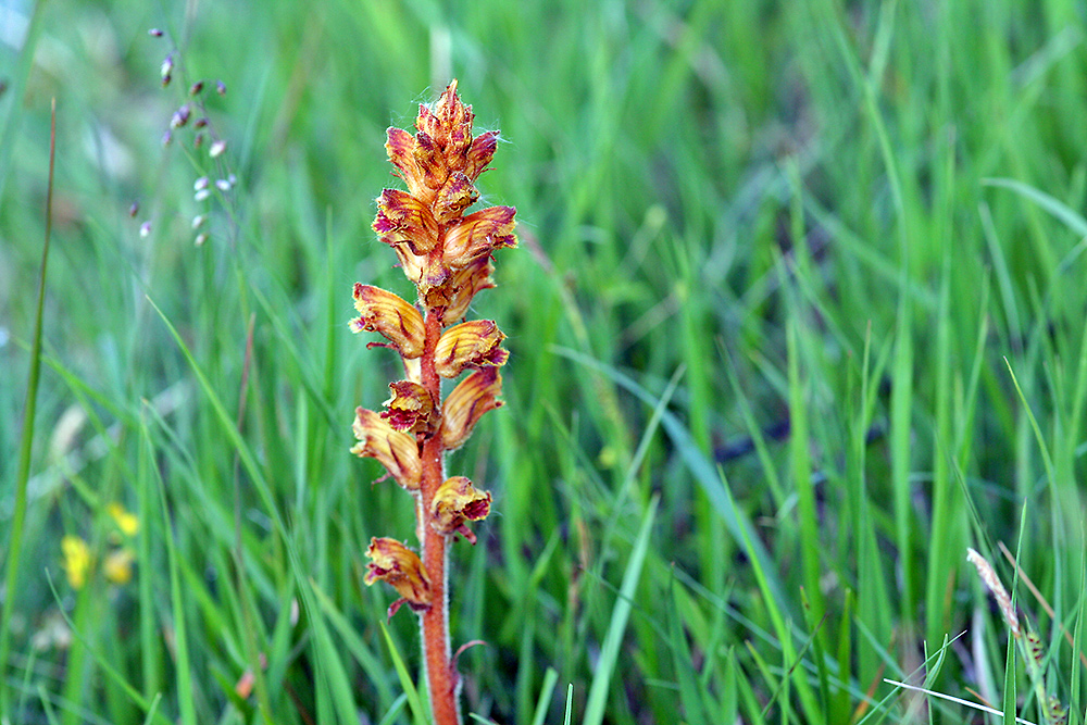 Orobanche für Frank