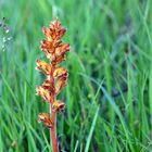 Orobanche für Frank