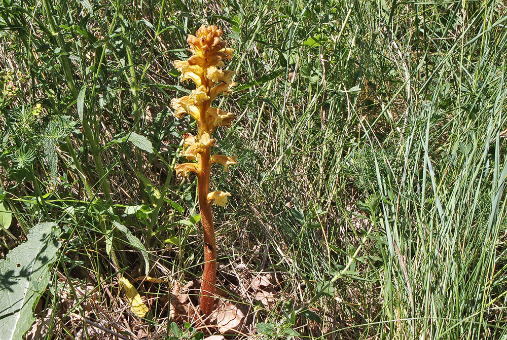 Orobanche spec. - Sommerwurz auf dem Lovos im Böhmischen Mittelgebirge