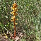 Orobanche spec. - Sommerwurz auf dem Lovos im Böhmischen Mittelgebirge