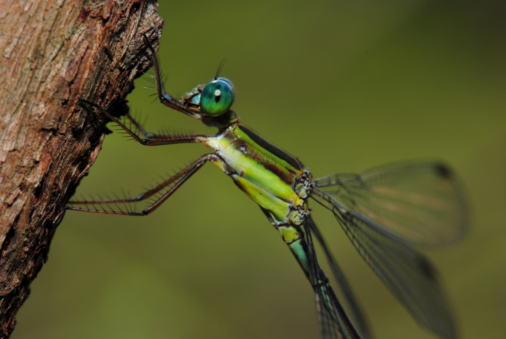 Orolestes octomaculata, f